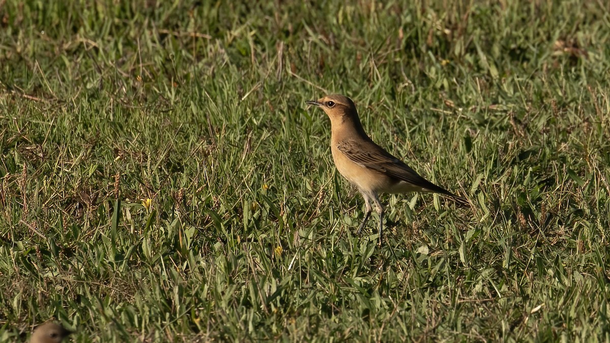 Northern Wheatear - ML643443016