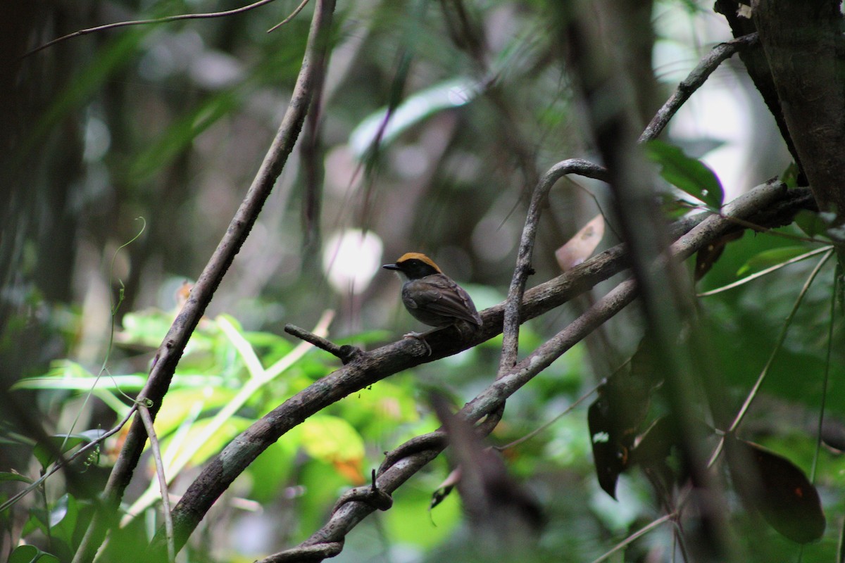 Black-cheeked Gnateater - ML643443017