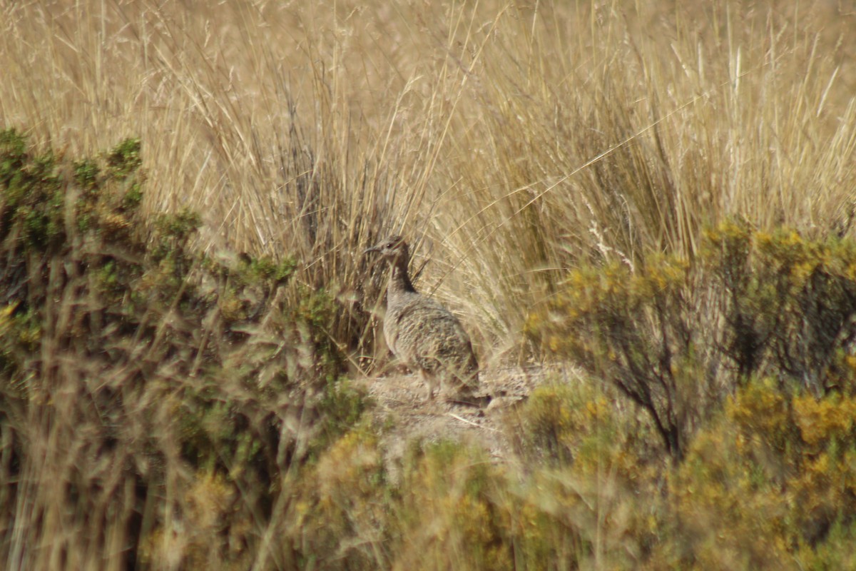 Tinamou orné - ML643443024
