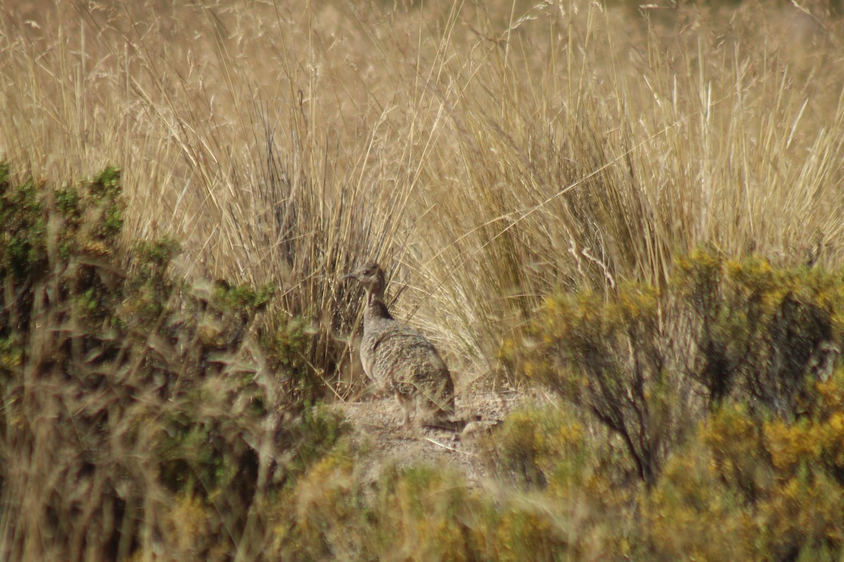 Tinamou orné - ML643443025