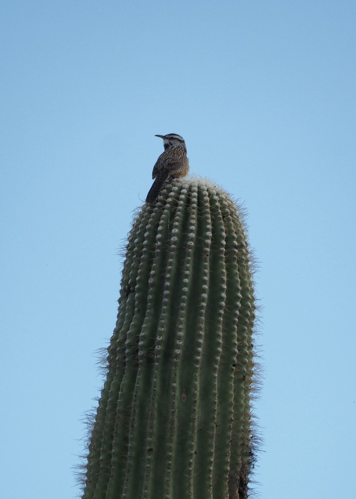 Cactus Wren - ML643443026