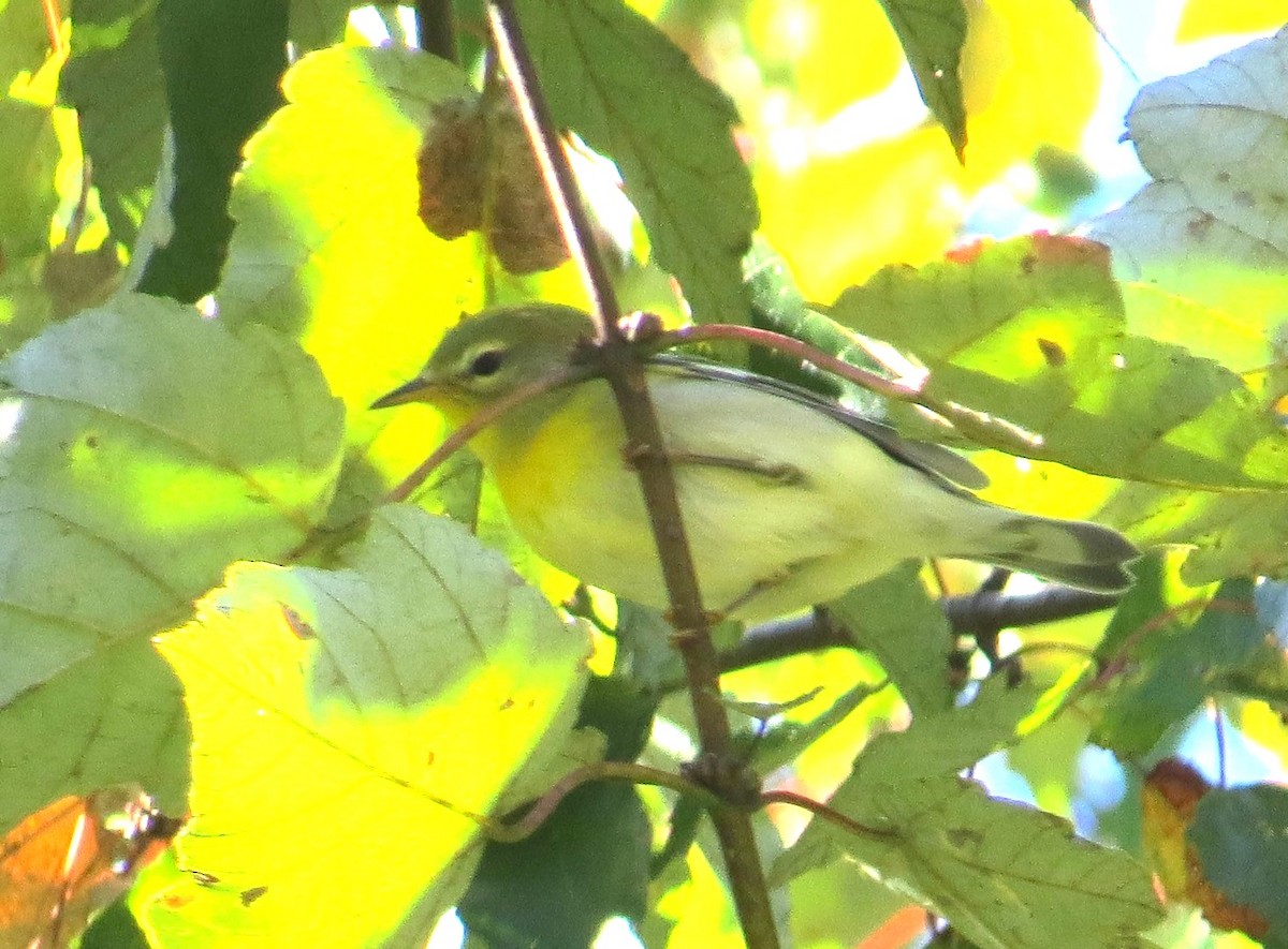 Northern Parula - ML643443064