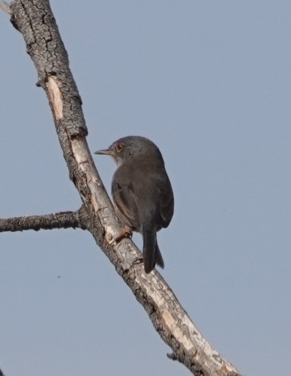 Etze-txinboa - ML643443067