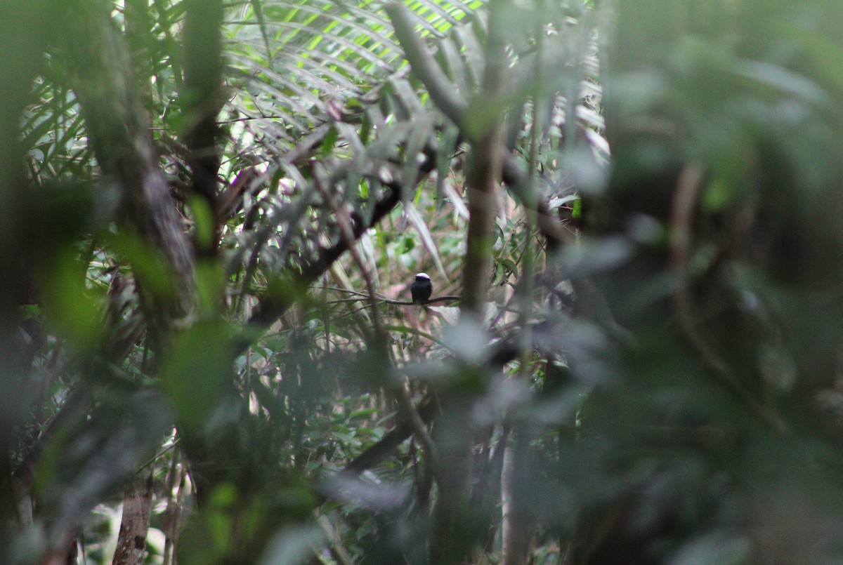 White-crowned Manakin (Atlantic) - ML643443073