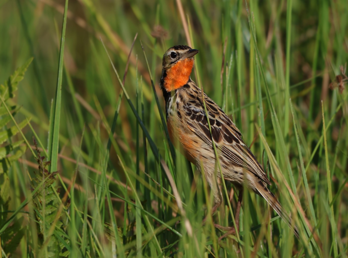 Rosy-throated Longclaw - ML643443085