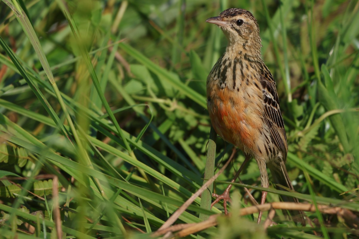 Rosy-throated Longclaw - ML643443087