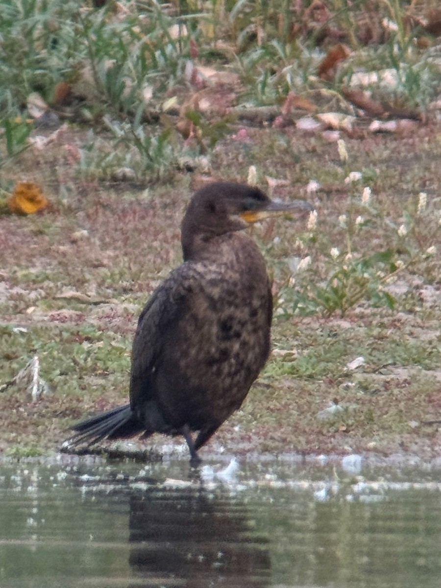 Humboldtscharbe - ML643443100