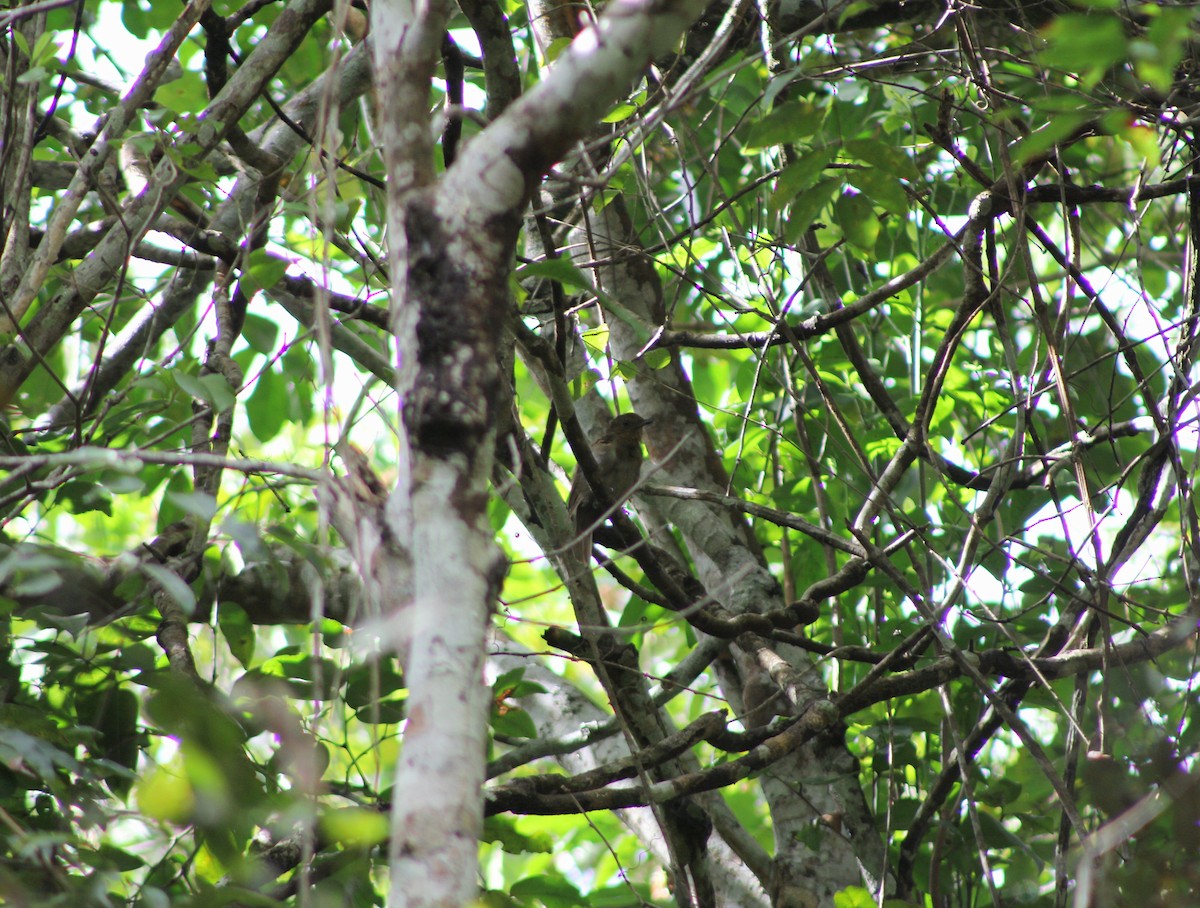 Brown-winged Schiffornis (Brown-winged) - ML643443119