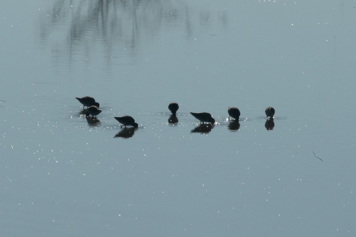 Long-billed Dowitcher - ML643443126