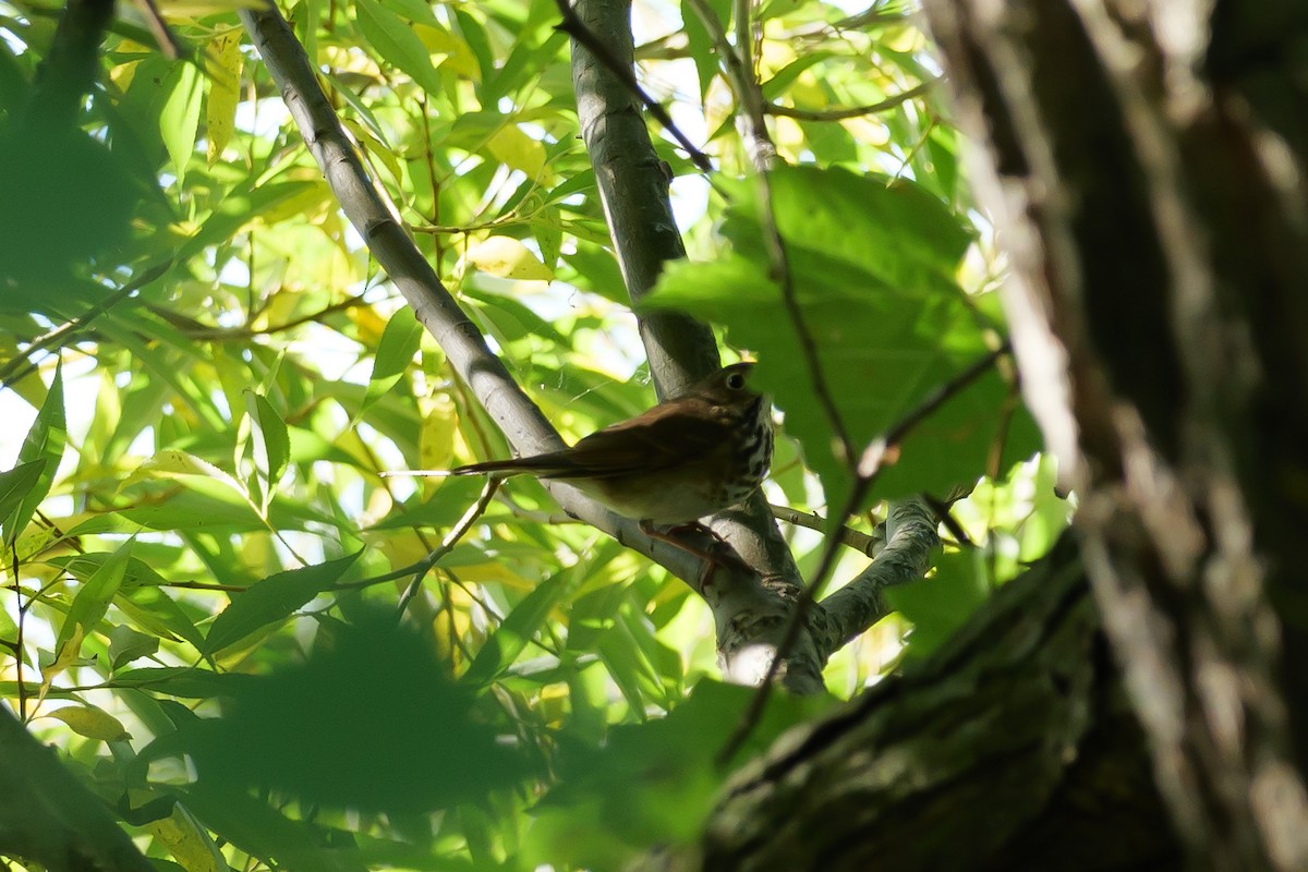 Ovenbird - ML643443128