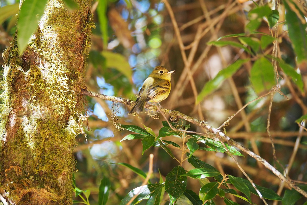 Yellowish Flycatcher - ML643443137