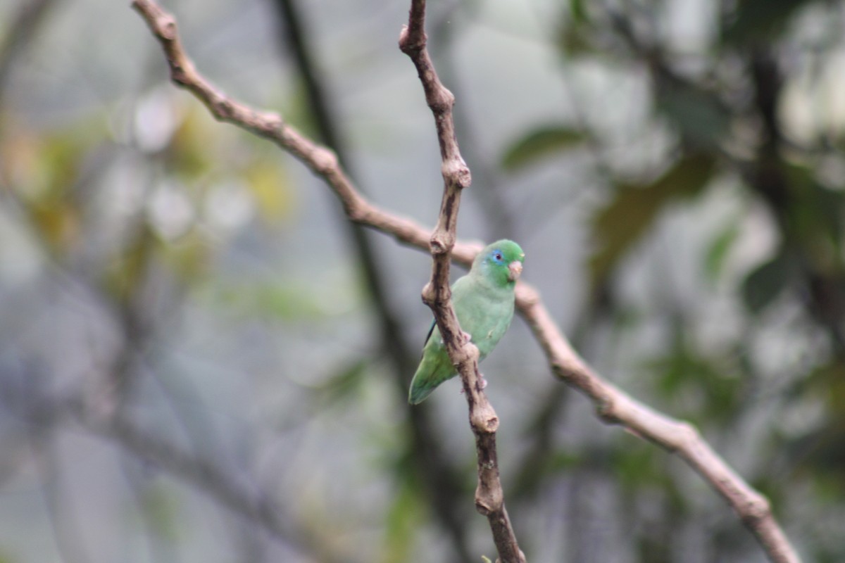Spectacled Parrotlet - ML643443145