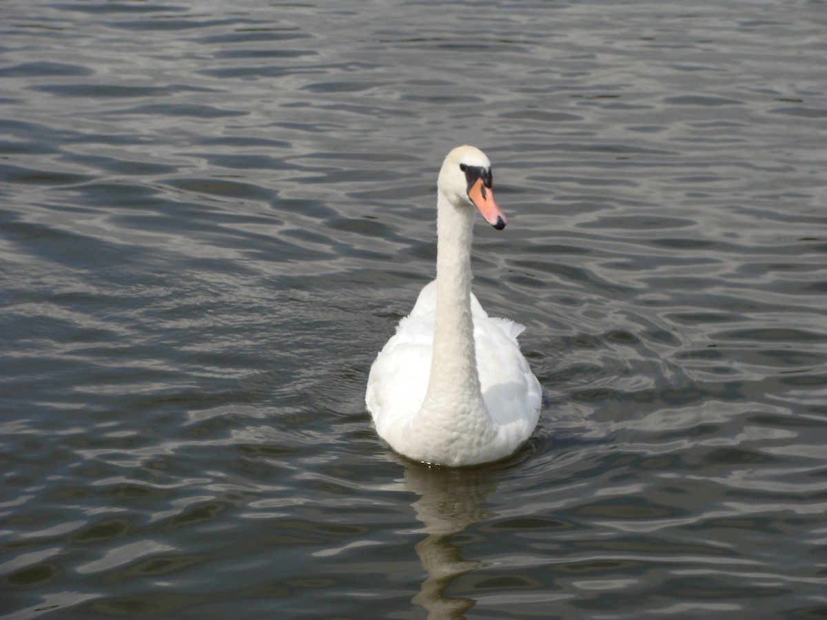 Mute Swan - ML643443160