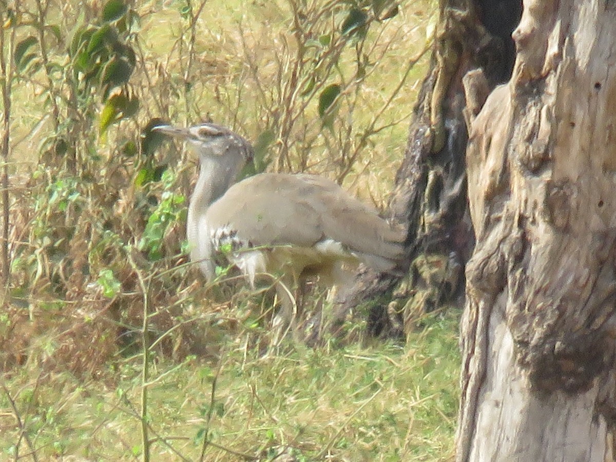 Kori Bustard - ML643443178
