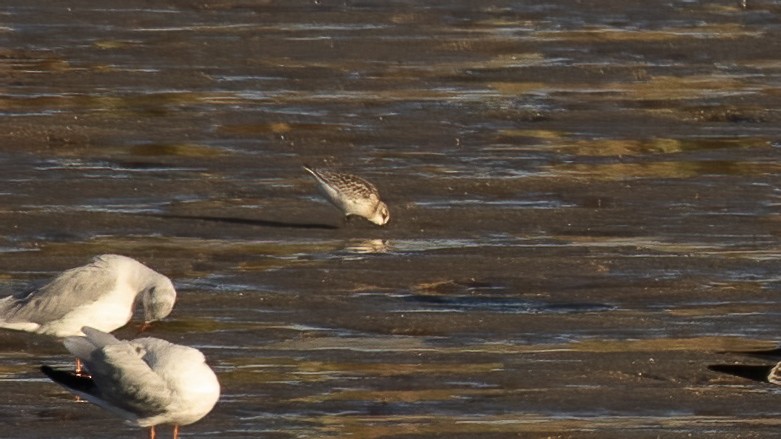 Little Stint - ML643443179