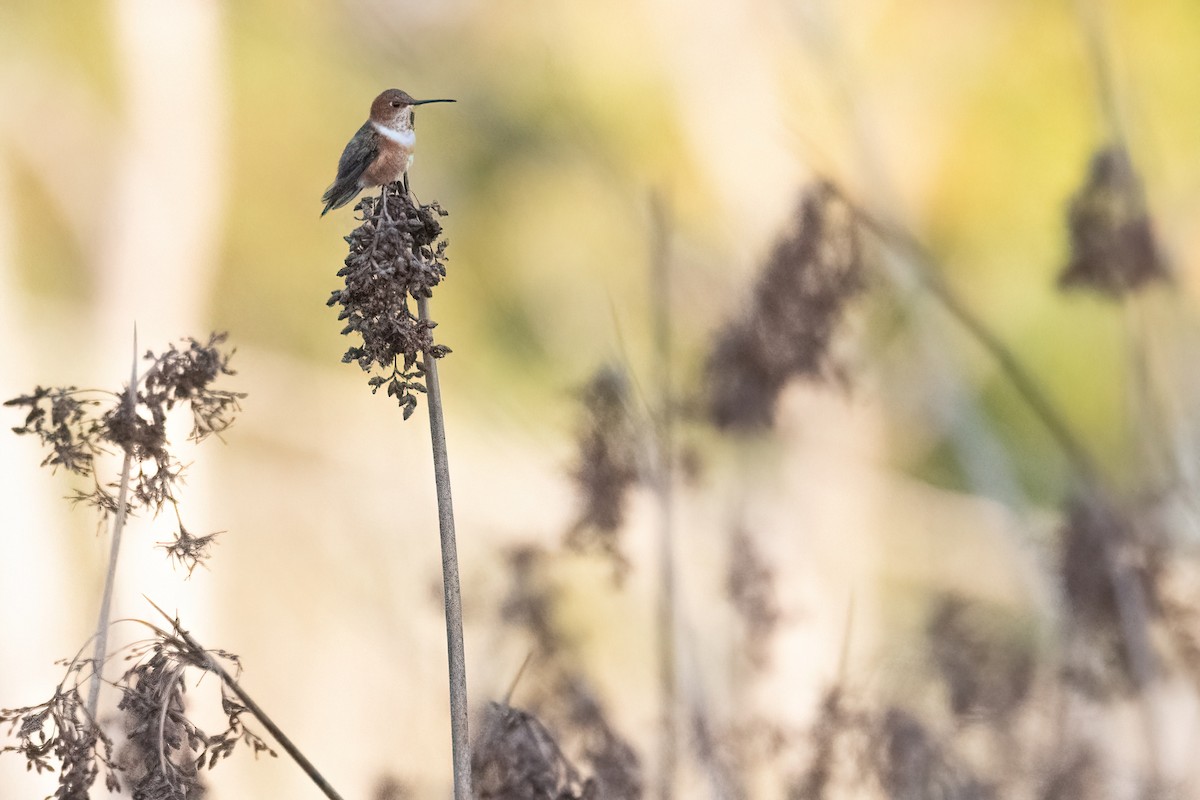 Allen's Hummingbird - ML643443180