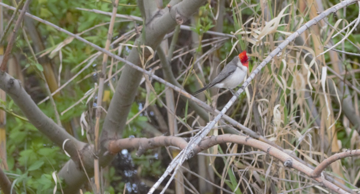 Red-crested Cardinal - ML643443186