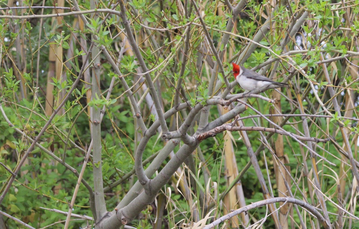 Red-crested Cardinal - ML643443188