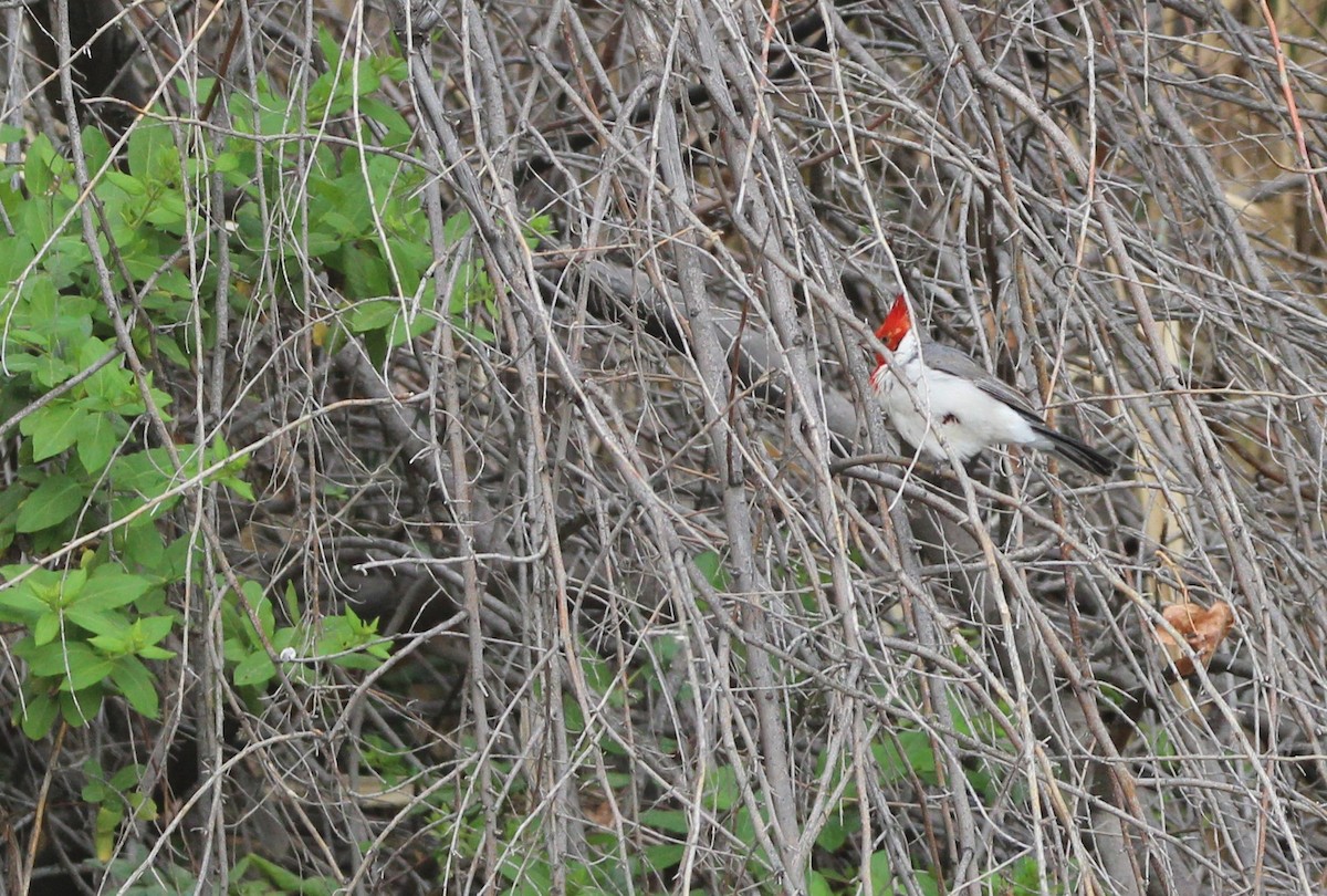 Red-crested Cardinal - ML643443189