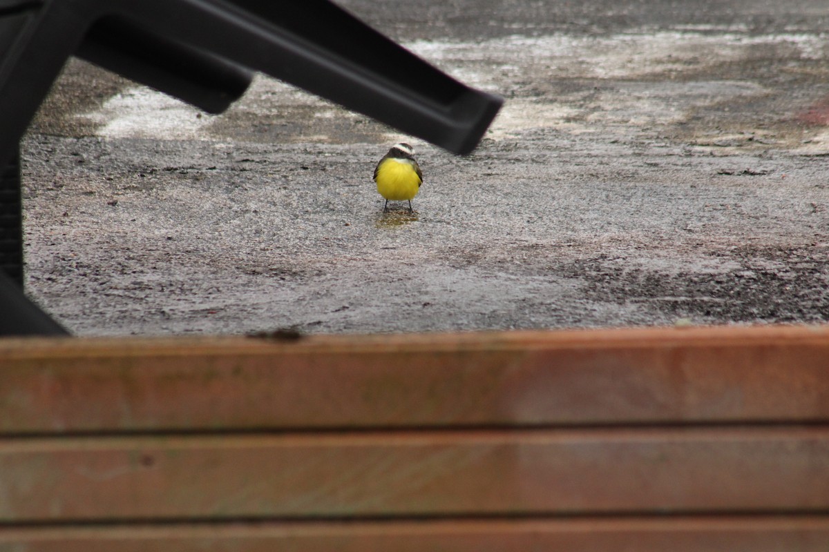 Rusty-margined Flycatcher - ML643443193