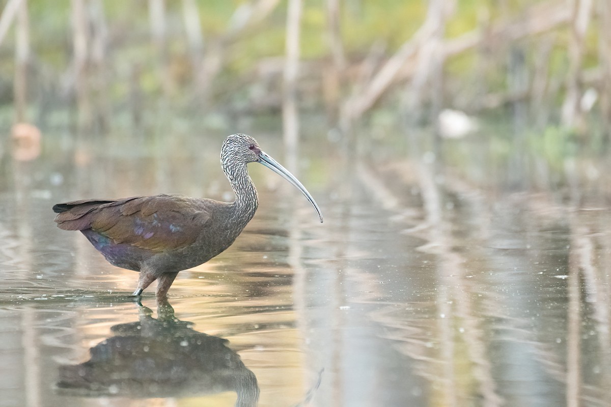 White-faced Ibis - ML643443194