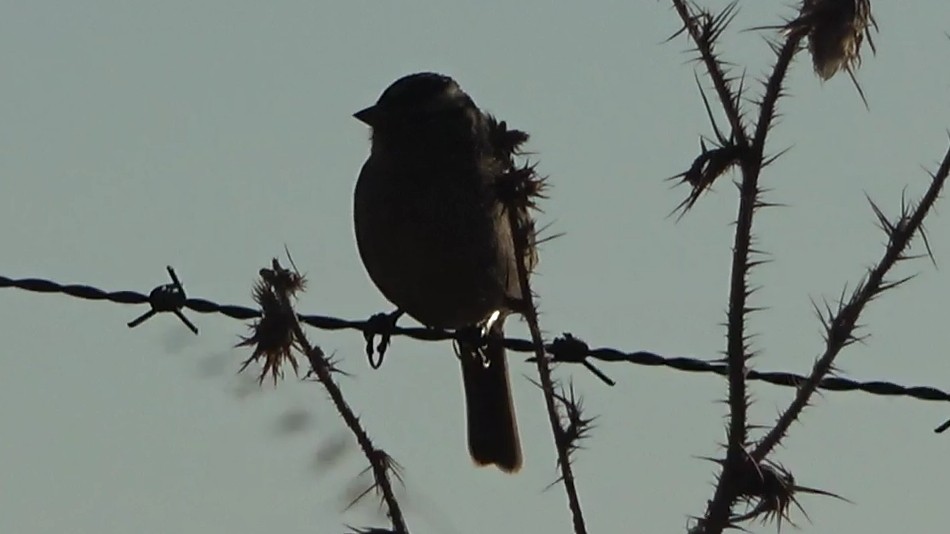 White-crowned Sparrow - ML643443195
