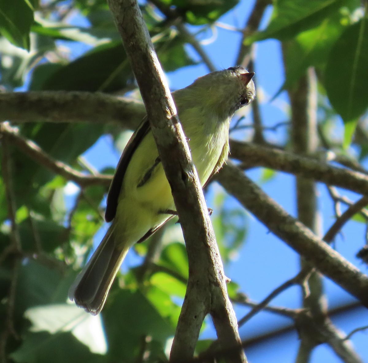 Forest Elaenia - ML643443196