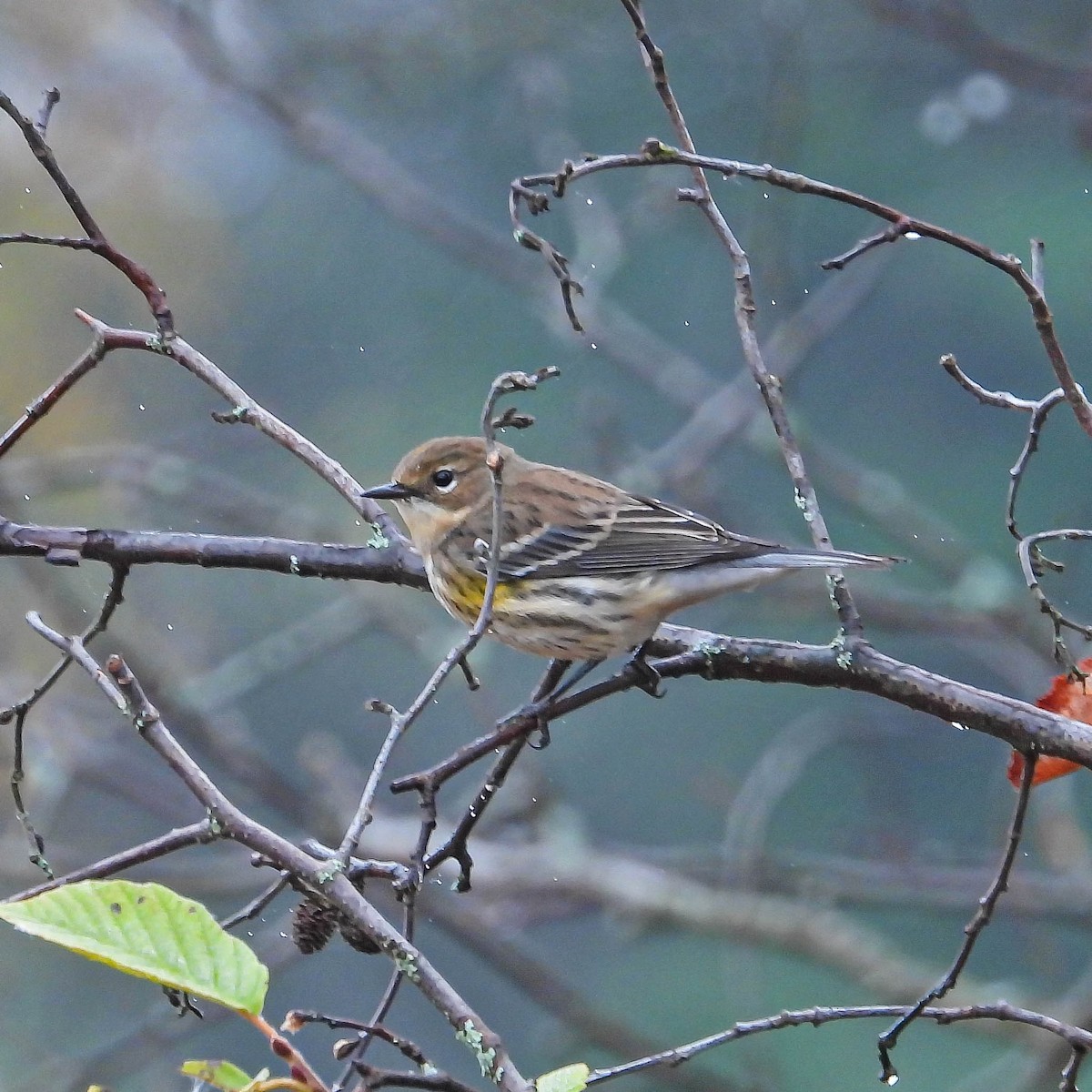 Yellow-rumped Warbler - ML643443198
