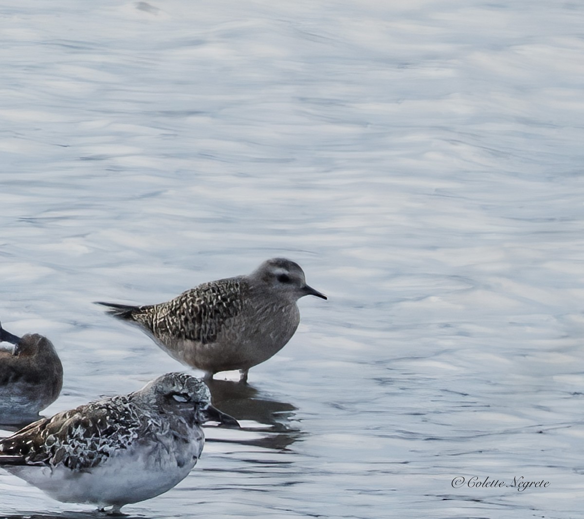 American Golden-Plover - ML643443199