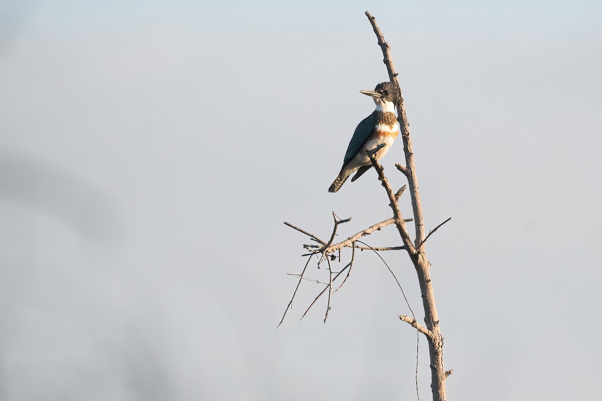 Belted Kingfisher - ML643443202