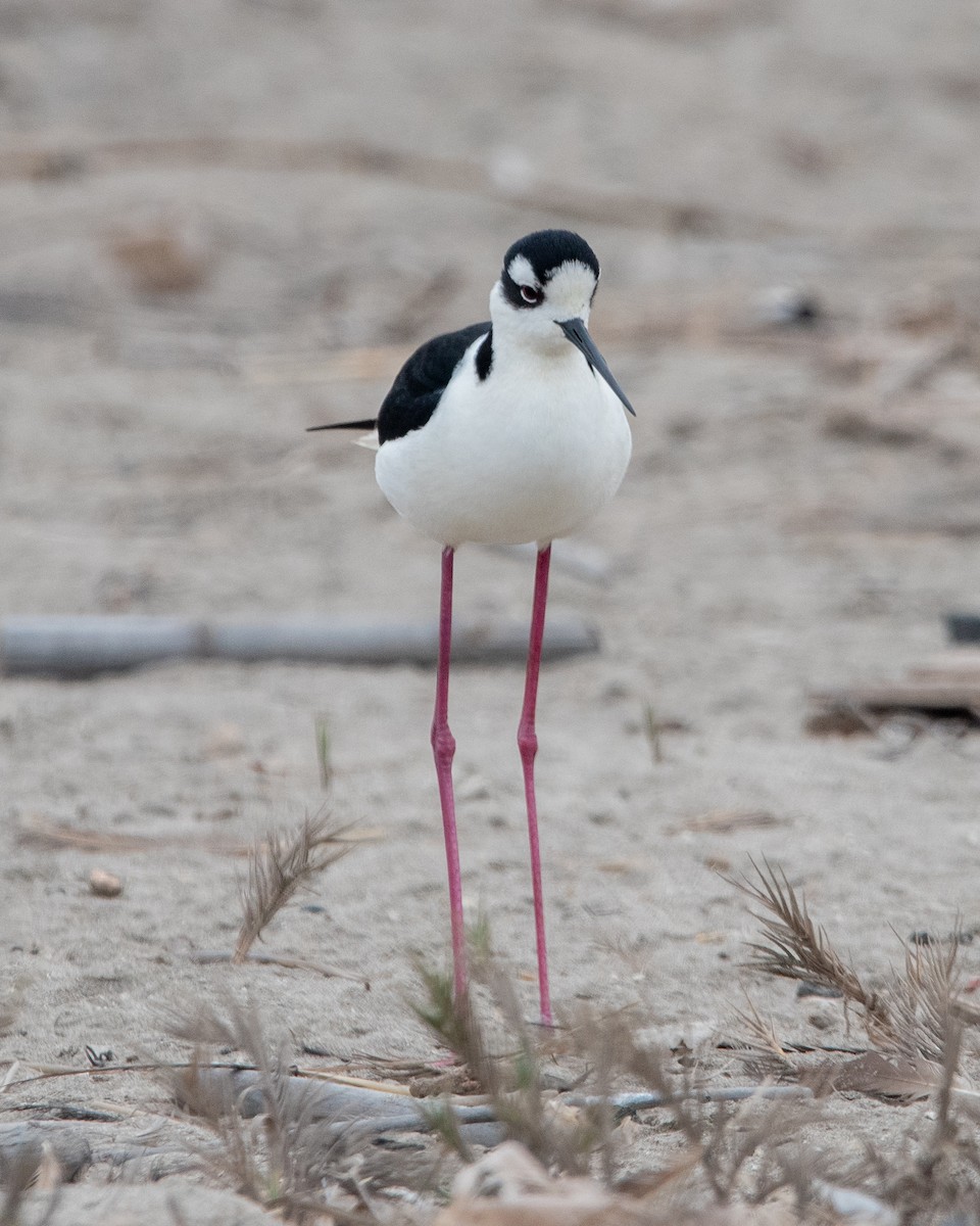 Black-necked Stilt - ML643443203