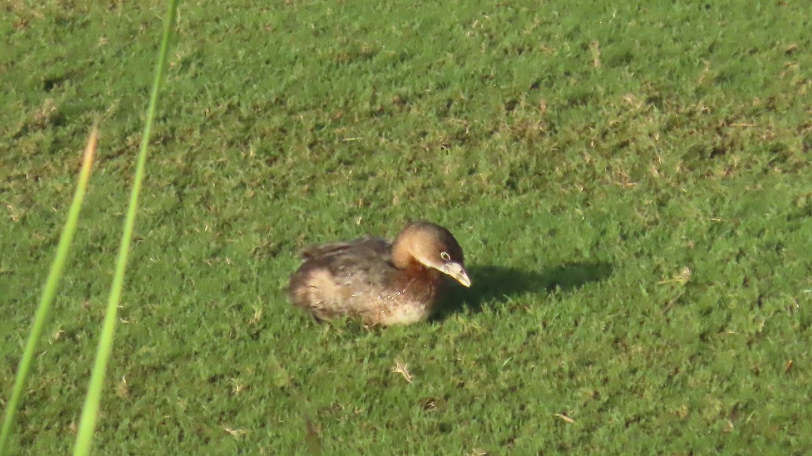 Pied-billed Grebe - ML643443211