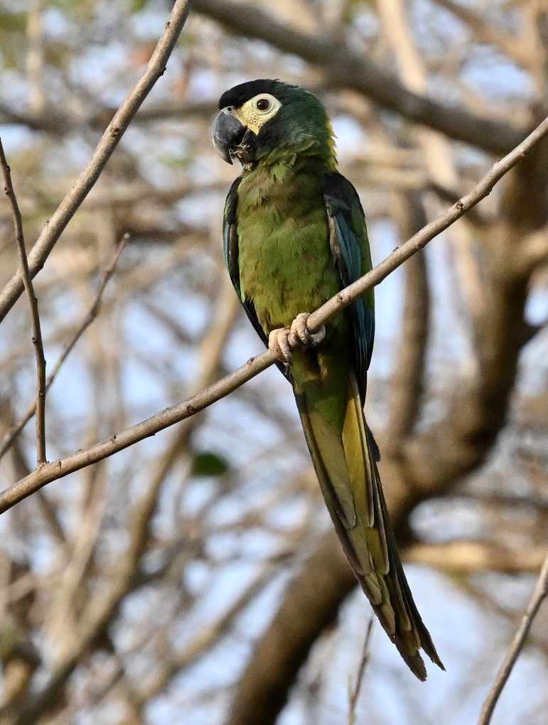 Yellow-collared Macaw - ML643443212