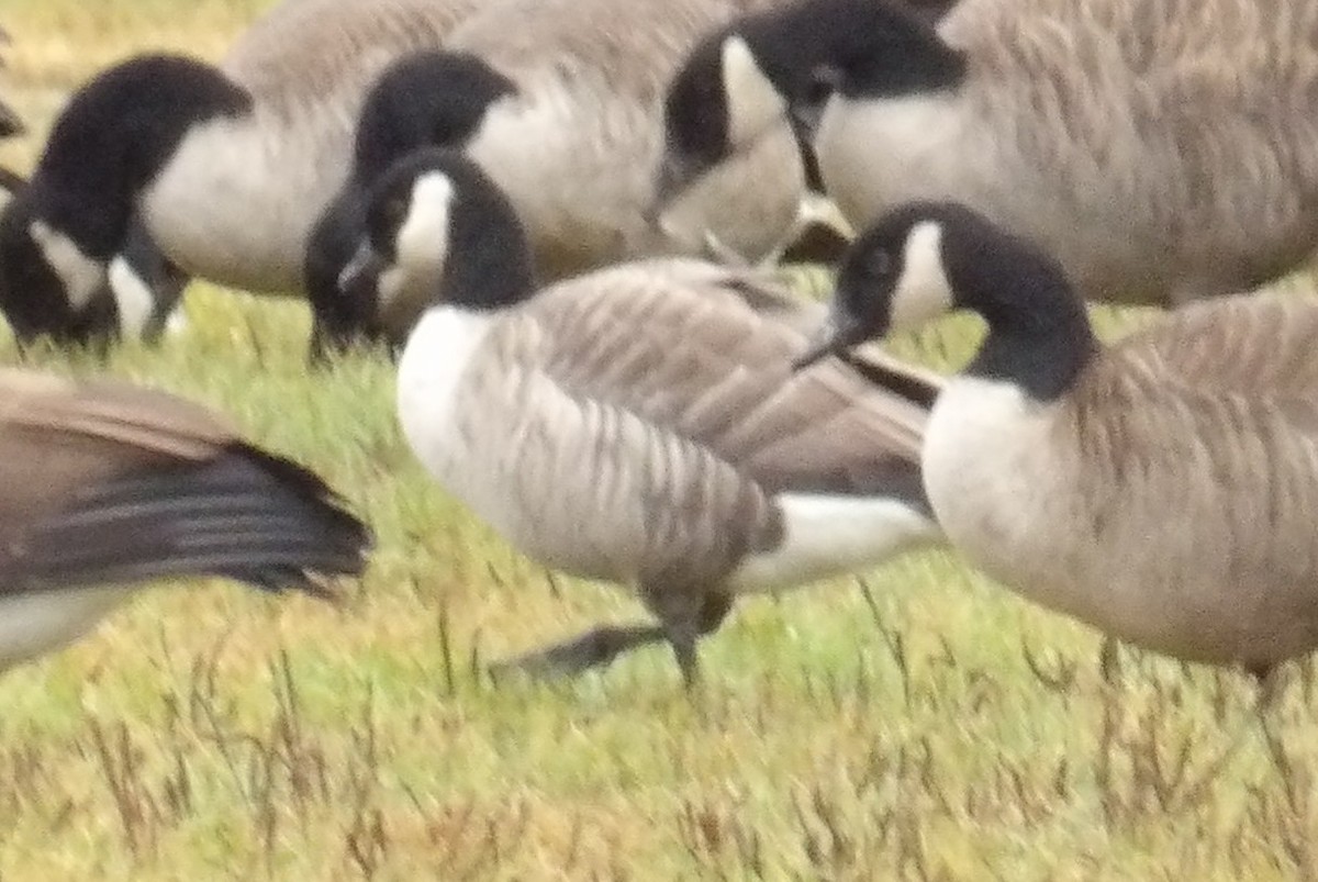 Cackling Goose - ML643443213