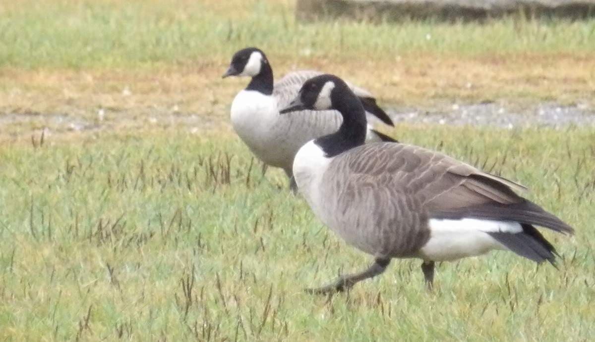 Cackling Goose - ML643443214