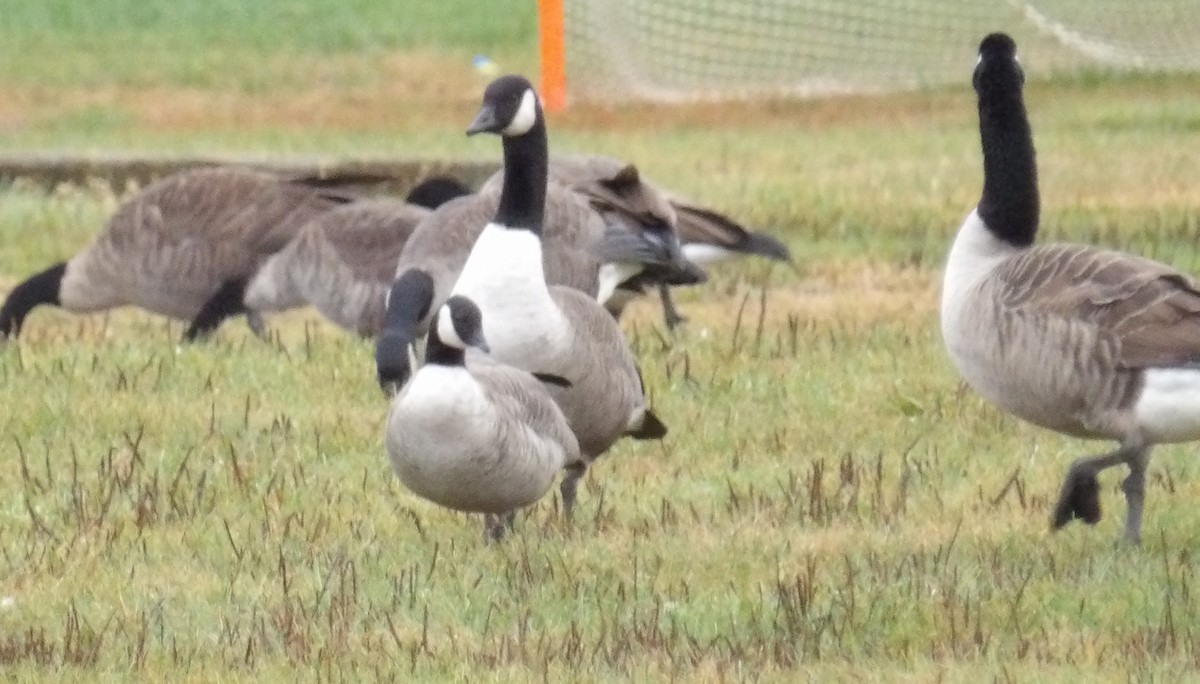 Cackling Goose - ML643443215