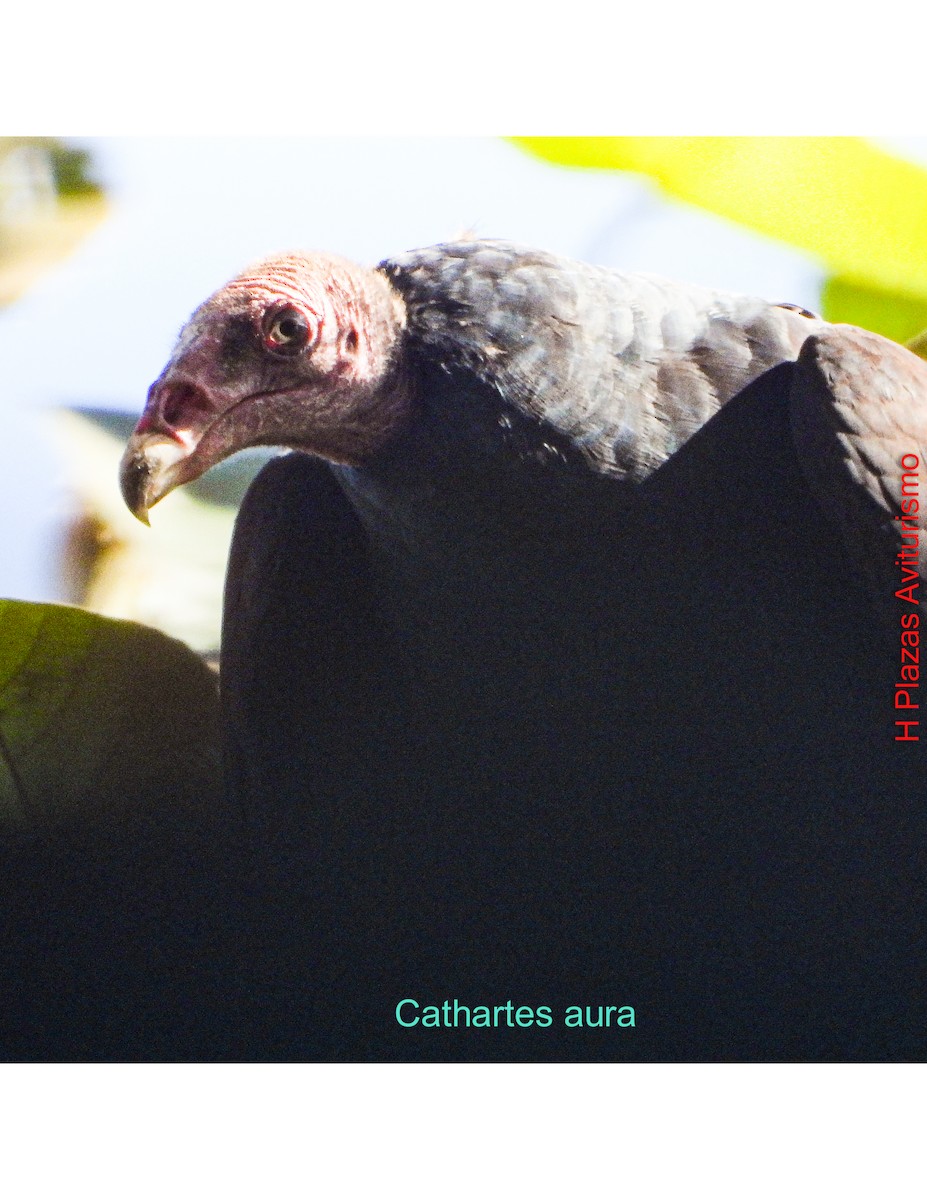 Turkey Vulture - ML643443216