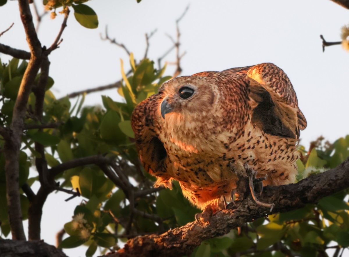 Pel's Fishing-Owl - ML643443218