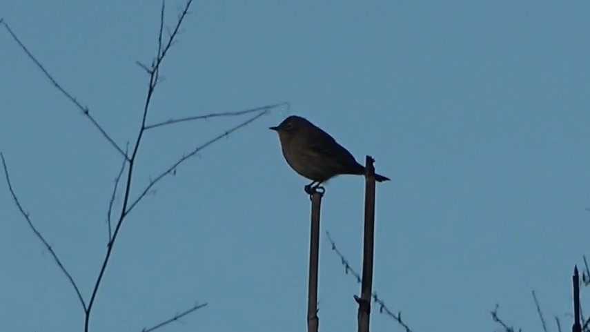 Yellow-rumped Warbler - ML643443219