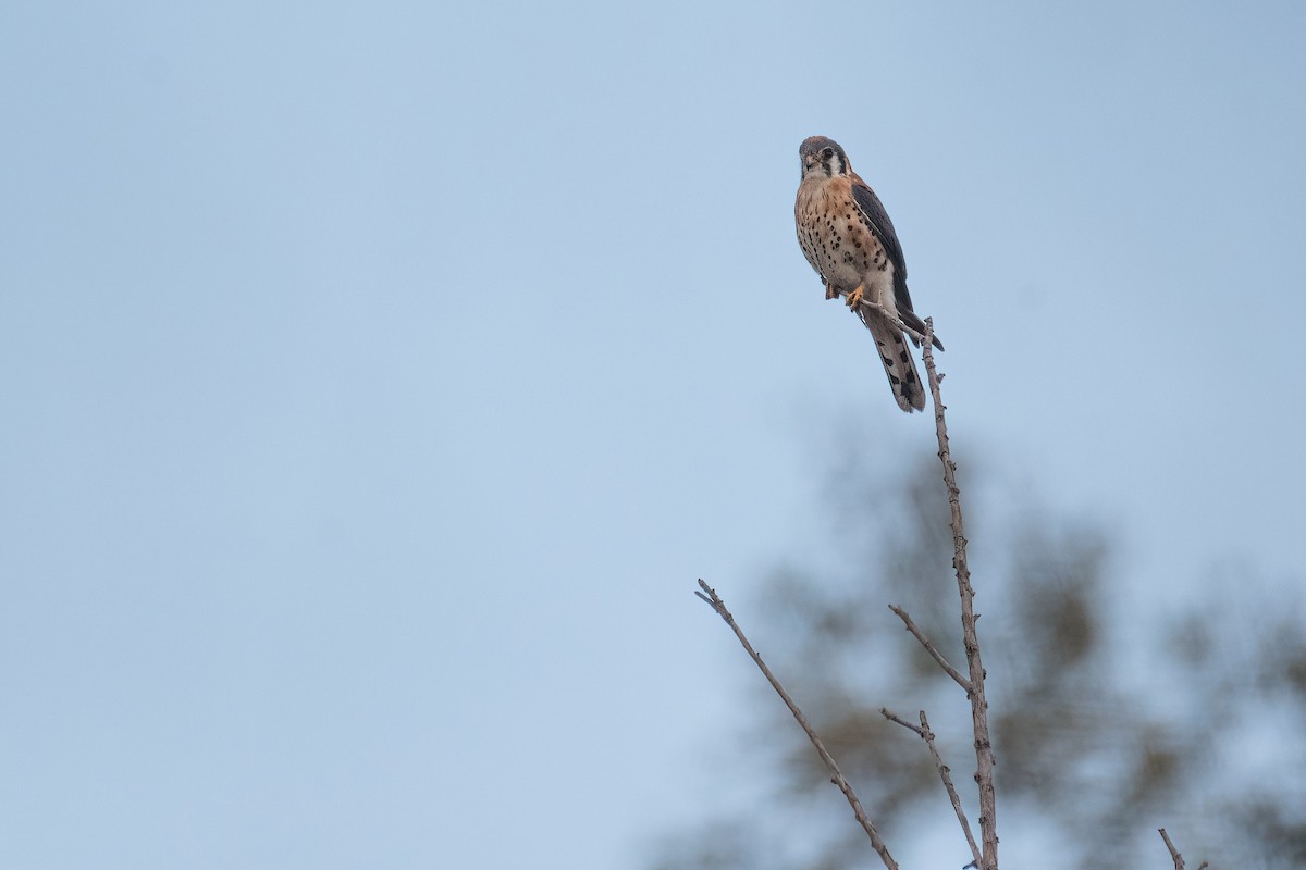 American Kestrel - ML643443227