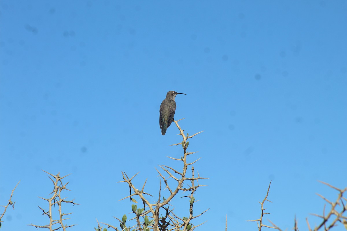 Andean Hillstar - ML643443232