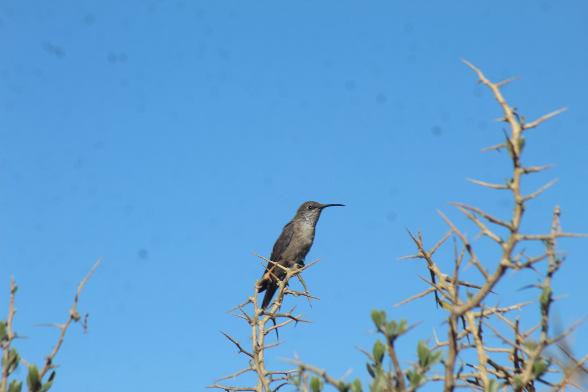 Andean Hillstar - ML643443233