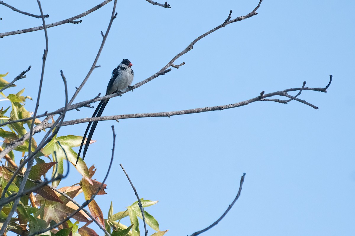 Pin-tailed Whydah - ML643443239