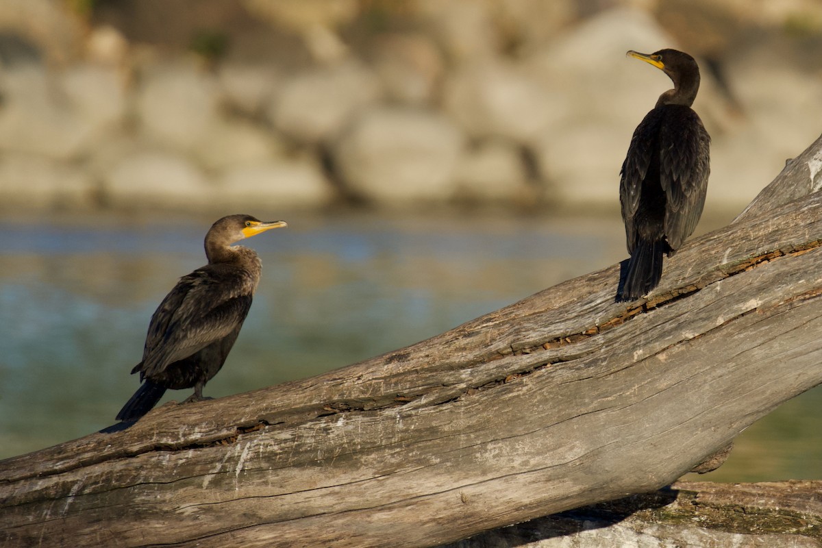 Double-crested Cormorant - ML643443240