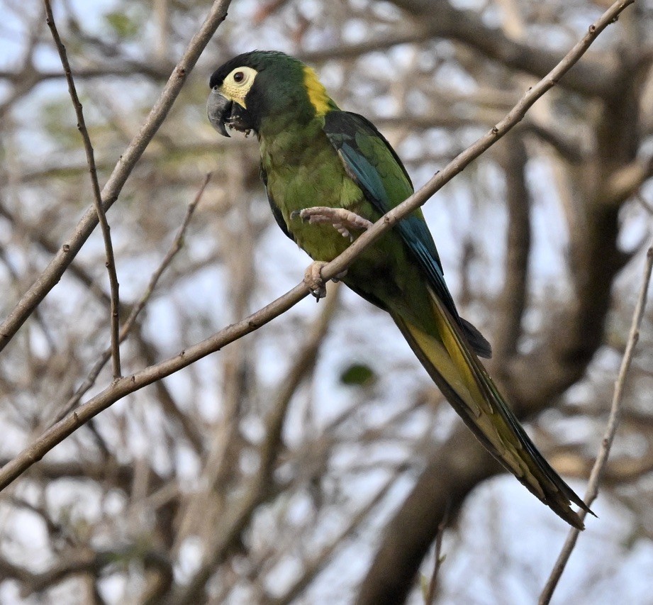Yellow-collared Macaw - ML643443248