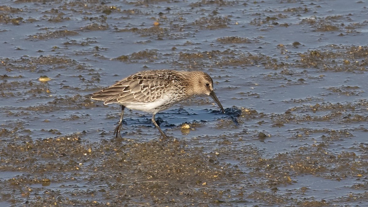 Dunlin - ML643443262