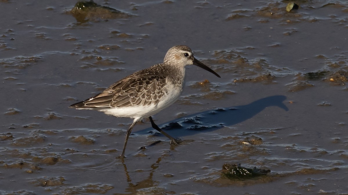 Curlew Sandpiper - ML643443263