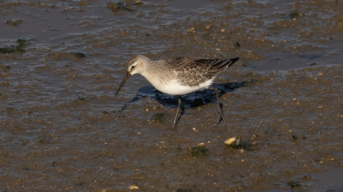 Curlew Sandpiper - ML643443264
