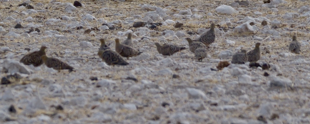 Namaqua Sandgrouse - ML643443282