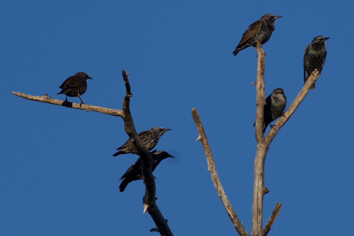 European Starling - ML643443283